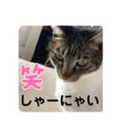 友達との会話用にゃ1月（個別スタンプ：14）