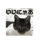 友達との会話用にゃ1月（個別スタンプ：17）