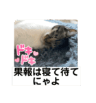 友達との会話用にゃ1月（個別スタンプ：18）