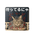 友達との会話用にゃ1月（個別スタンプ：20）