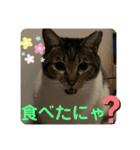 友達との会話用にゃ1月（個別スタンプ：21）