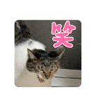 友達との会話用にゃ1月（個別スタンプ：24）