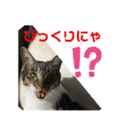 友達との会話用にゃ1月（個別スタンプ：25）