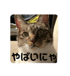友達との会話用にゃ1月（個別スタンプ：26）