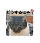 友達との会話用にゃ1月（個別スタンプ：31）