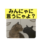友達との会話用にゃ1月（個別スタンプ：37）