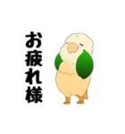 インコのスタンプ《イラスト》（個別スタンプ：13）