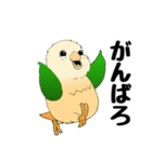 インコのスタンプ《イラスト》（個別スタンプ：18）