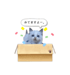 ラグドールLUCA(ルカ)の日常スタンプ♪（個別スタンプ：12）