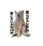Shibasute mituko（個別スタンプ：3）