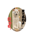 Shibasute mituko（個別スタンプ：6）