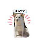 Shibasute mituko（個別スタンプ：8）