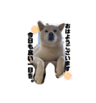 Shibasute mituko（個別スタンプ：9）