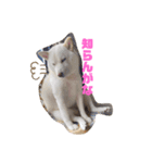Shibasute mituko（個別スタンプ：10）