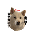 Shibasute mituko（個別スタンプ：11）