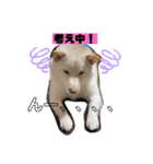 Shibasute mituko（個別スタンプ：16）