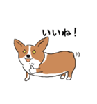 コーギー犬はなちゃん ☆くせ強＆日常（個別スタンプ：17）
