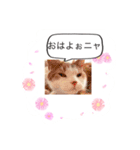 私の猫村（個別スタンプ：1）