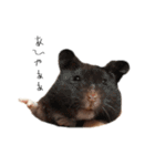 おこげとささみとしじみちゃん○時々おはぎ（個別スタンプ：1）