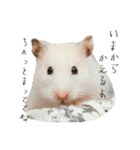 おこげとささみとしじみちゃん○時々おはぎ（個別スタンプ：2）