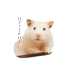 おこげとささみとしじみちゃん○時々おはぎ（個別スタンプ：3）