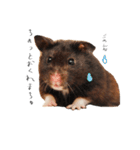 おこげとささみとしじみちゃん○時々おはぎ（個別スタンプ：5）