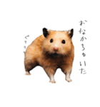 おこげとささみとしじみちゃん○時々おはぎ（個別スタンプ：7）