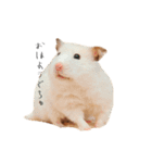 おこげとささみとしじみちゃん○時々おはぎ（個別スタンプ：8）