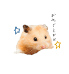 おこげとささみとしじみちゃん○時々おはぎ（個別スタンプ：9）