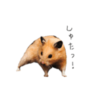 おこげとささみとしじみちゃん○時々おはぎ（個別スタンプ：13）
