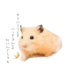 おこげとささみとしじみちゃん○時々おはぎ（個別スタンプ：14）