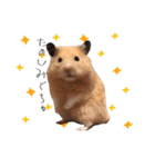 おこげとささみとしじみちゃん○時々おはぎ（個別スタンプ：15）