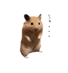 おこげとささみとしじみちゃん○時々おはぎ（個別スタンプ：16）