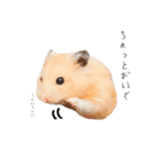 おこげとささみとしじみちゃん○時々おはぎ（個別スタンプ：17）