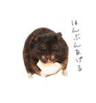 おこげとささみとしじみちゃん○時々おはぎ（個別スタンプ：19）