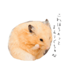 おこげとささみとしじみちゃん○時々おはぎ（個別スタンプ：24）