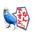 セキセイインコのサクちゃん2（個別スタンプ：15）