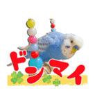 セキセイインコのサクちゃん2（個別スタンプ：30）