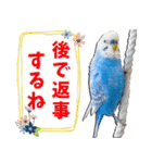 セキセイインコのサクちゃん2（個別スタンプ：37）