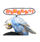 セキセイインコのサクちゃん2（個別スタンプ：40）