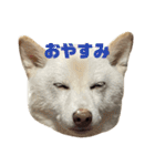 あんとこゆきの顔デカスタンプ（個別スタンプ：5）