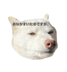 あんとこゆきの顔デカスタンプ（個別スタンプ：8）