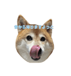 あんとこゆきの顔デカスタンプ（個別スタンプ：15）