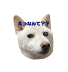 あんとこゆきの顔デカスタンプ（個別スタンプ：23）