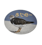 地球のお友達スタンプ（個別スタンプ：7）