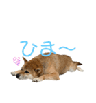 せっしょう丸スタンプ2（個別スタンプ：7）
