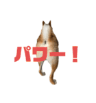せっしょう丸スタンプ2（個別スタンプ：23）