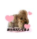 ちゃこのスタンプ〜挨拶編〜（個別スタンプ：8）