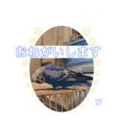 うめちゃんぴーちゃん彩りライフ（個別スタンプ：13）