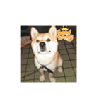 柴犬おふじ（個別スタンプ：1）